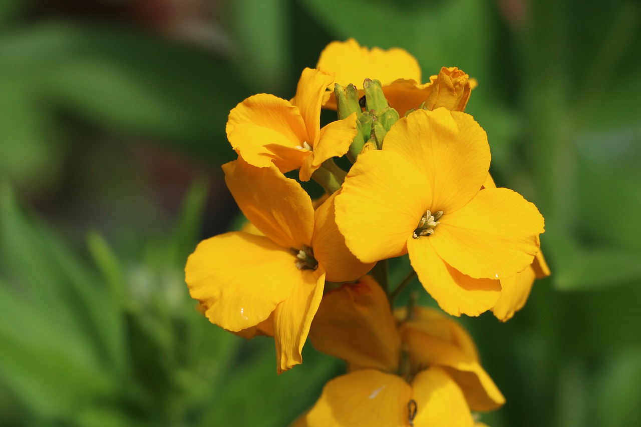 flowers flower yellow free photo