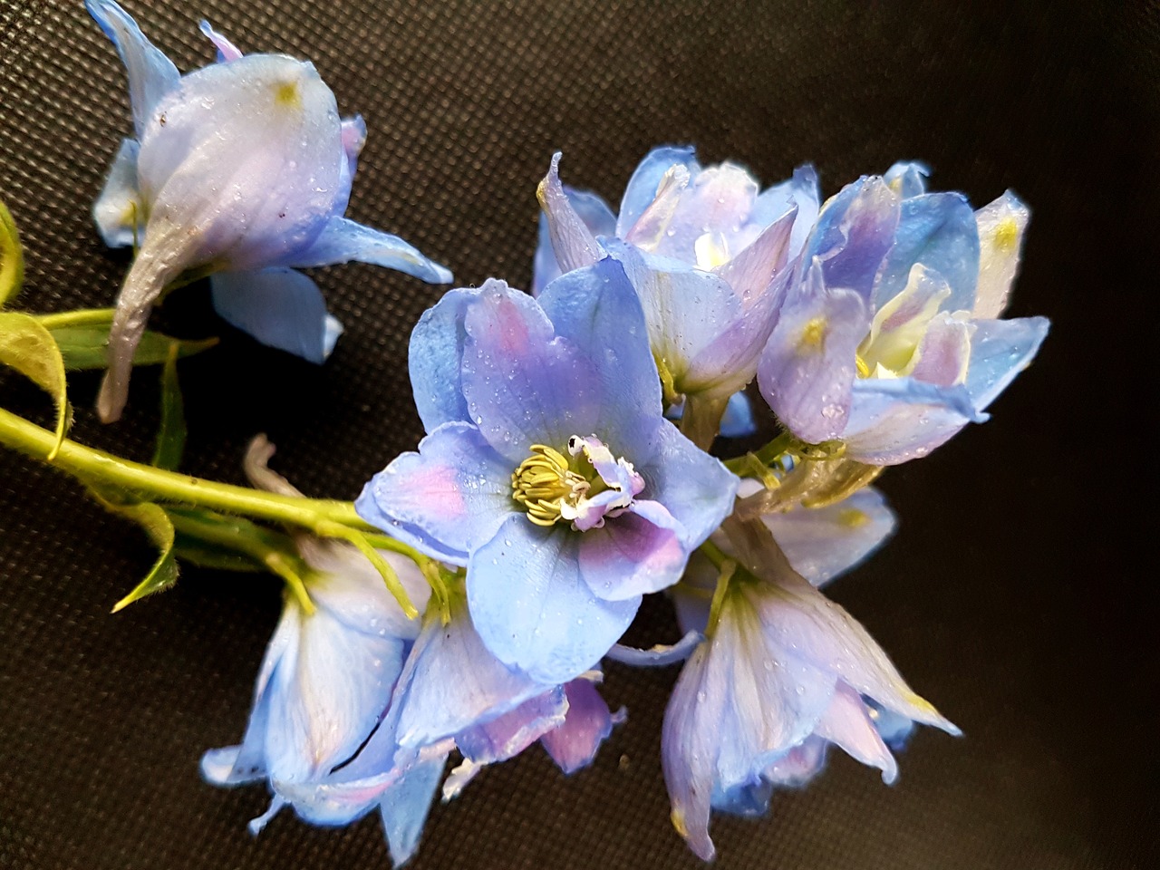 flowers larkspur ostróżki free photo