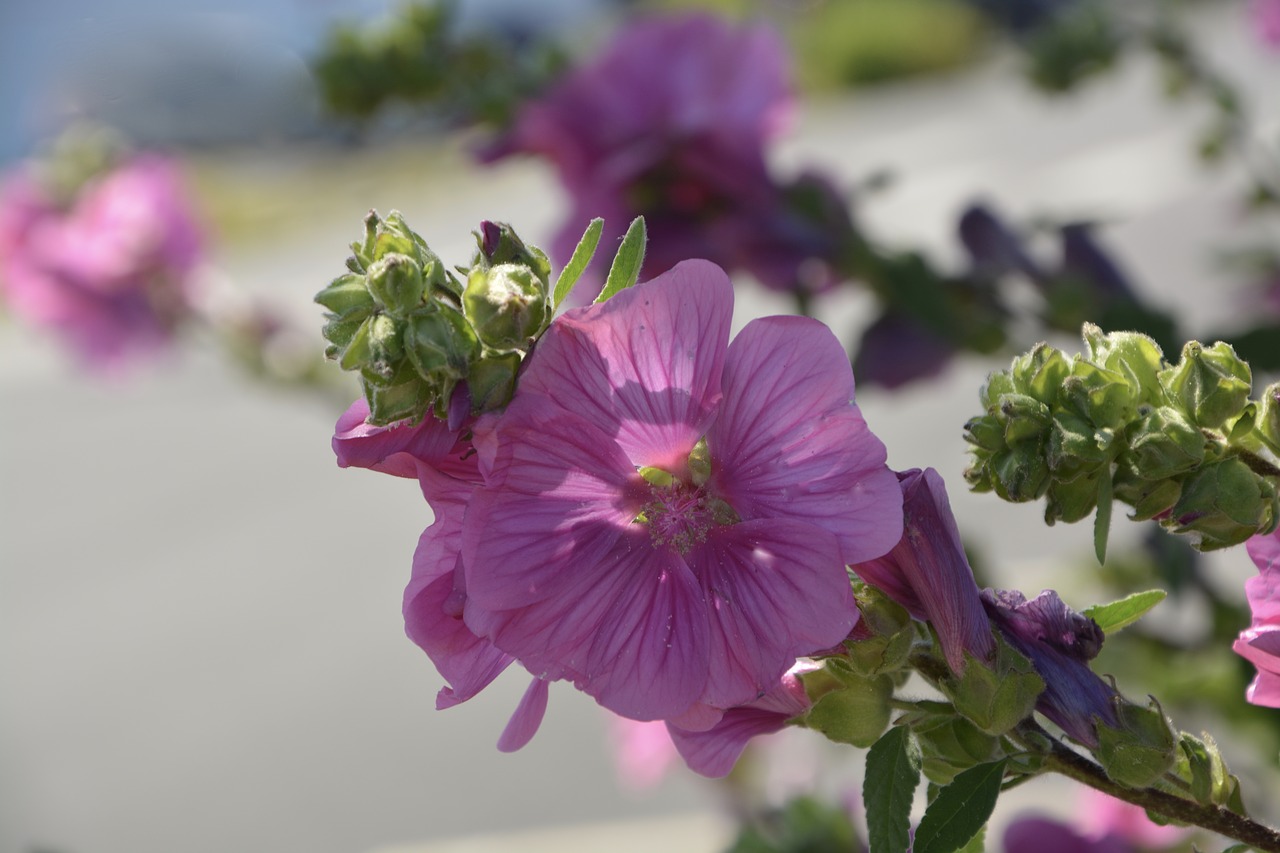 flowers hibicus pink free photo