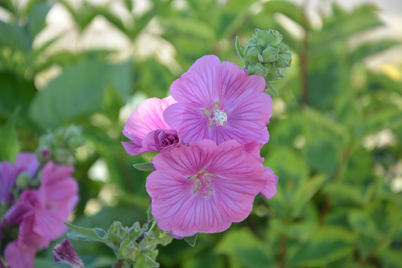 flowers hibicus pink free photo