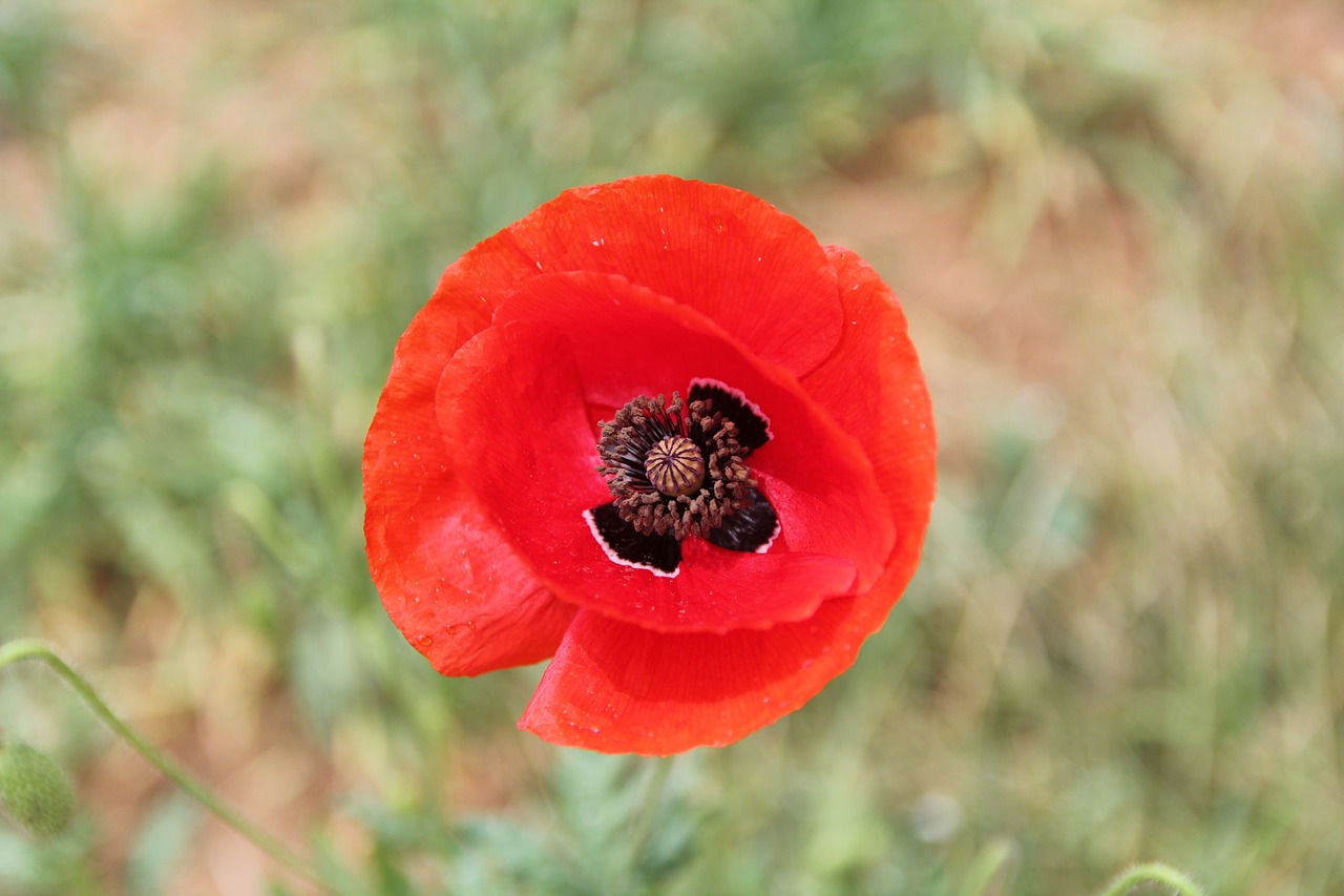 flowers nature poppy free photo