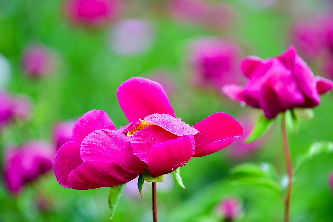 flowers peonies plants free photo