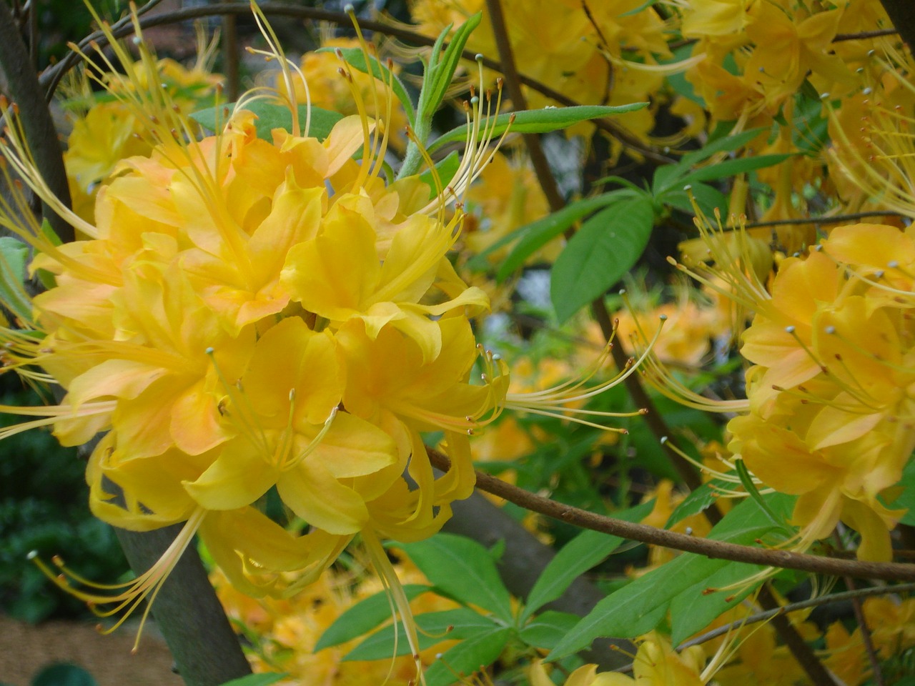 flowers spring yellow free photo