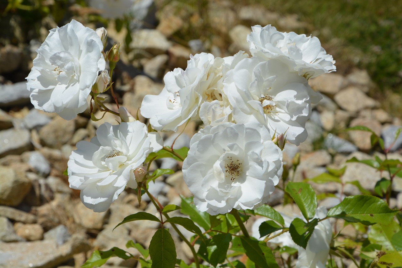 flowers white petals free photo