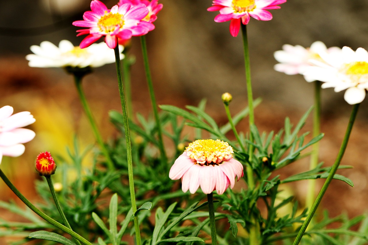 flowers garden summer free photo