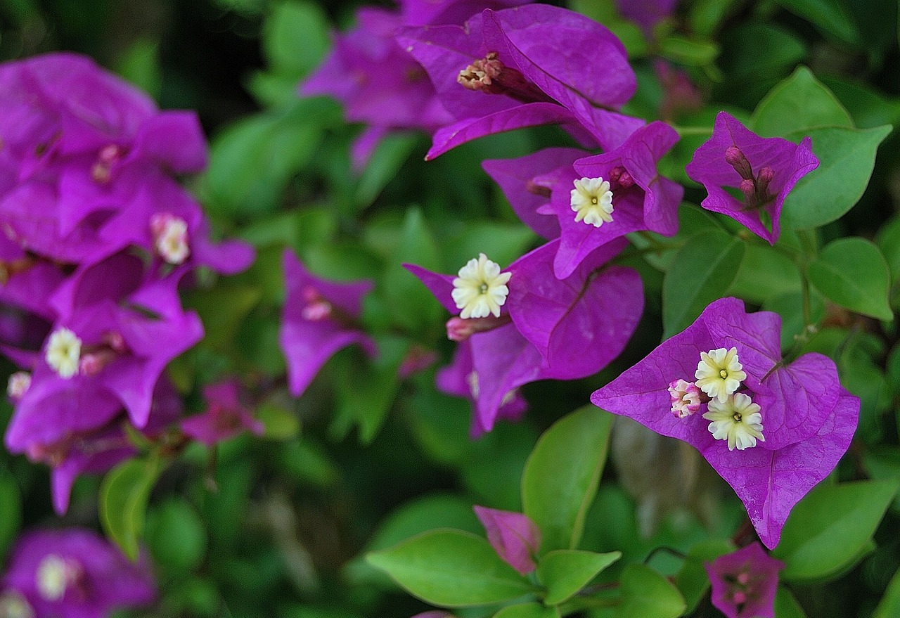 flowers violet purple flowers free photo