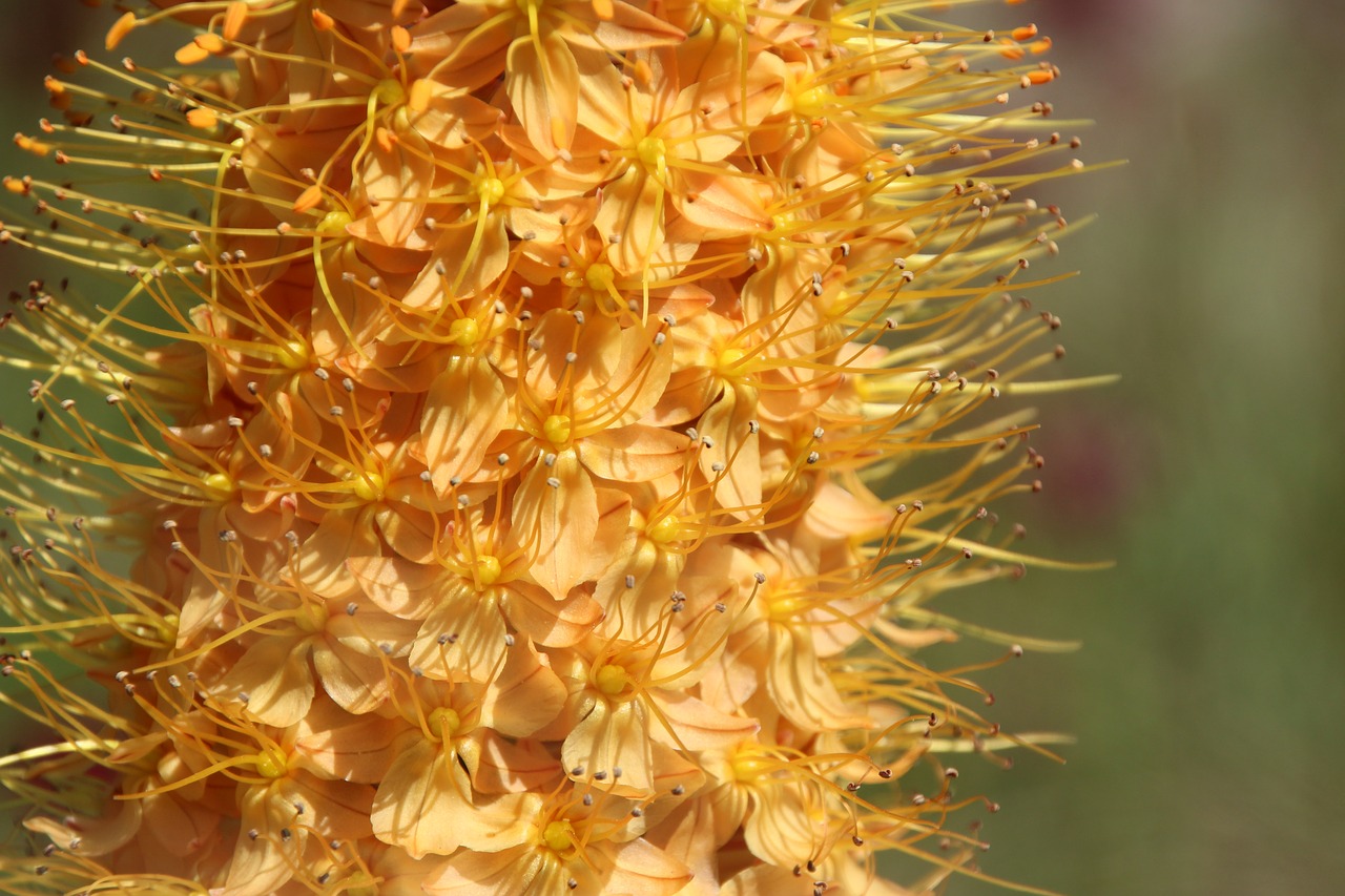 flowers yellow yellow flower free photo