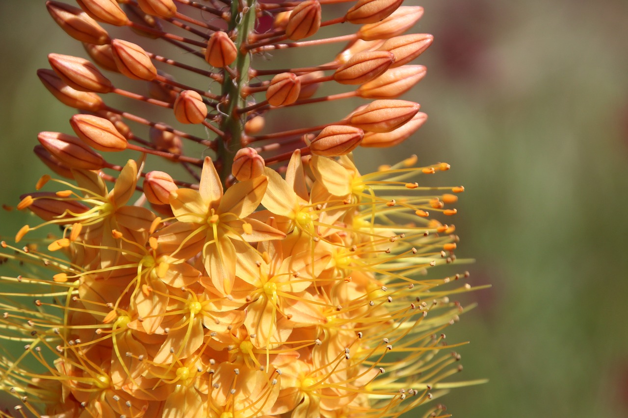 flowers yellow yellow flower free photo