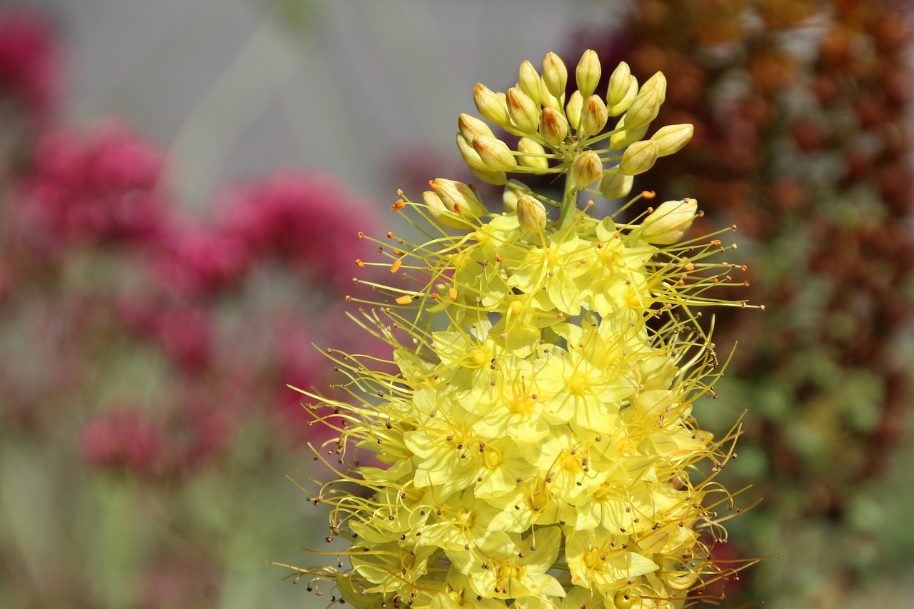 flowers yellow yellow flower free photo