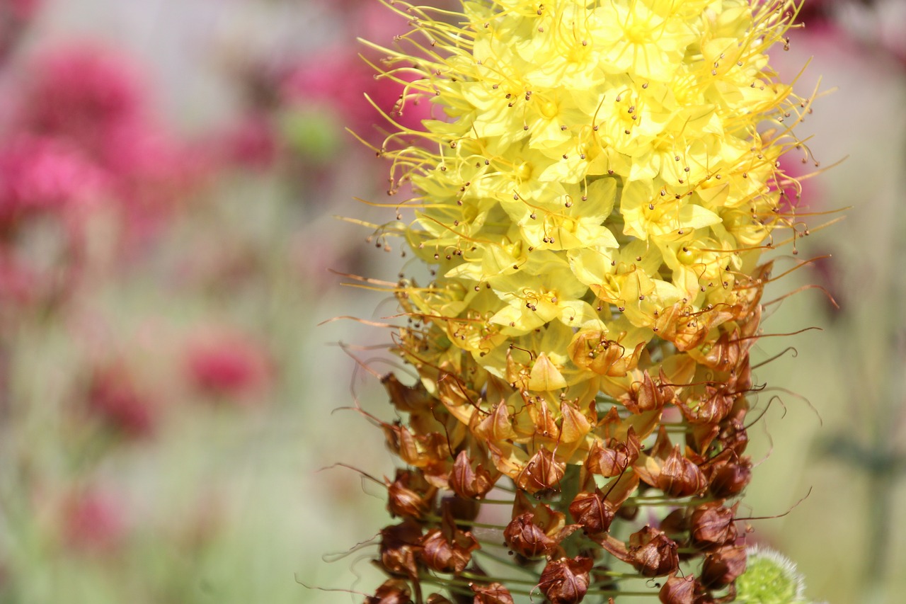 flowers yellow yellow flower free photo