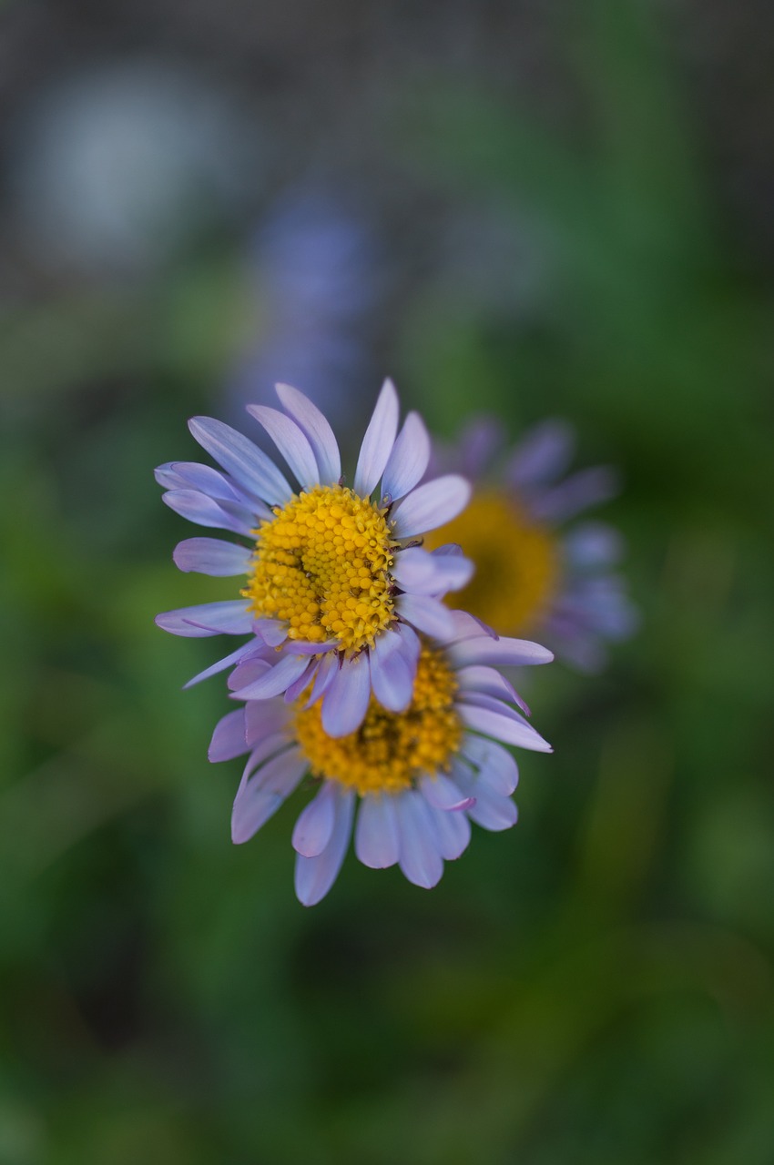 flowers purple aster free photo