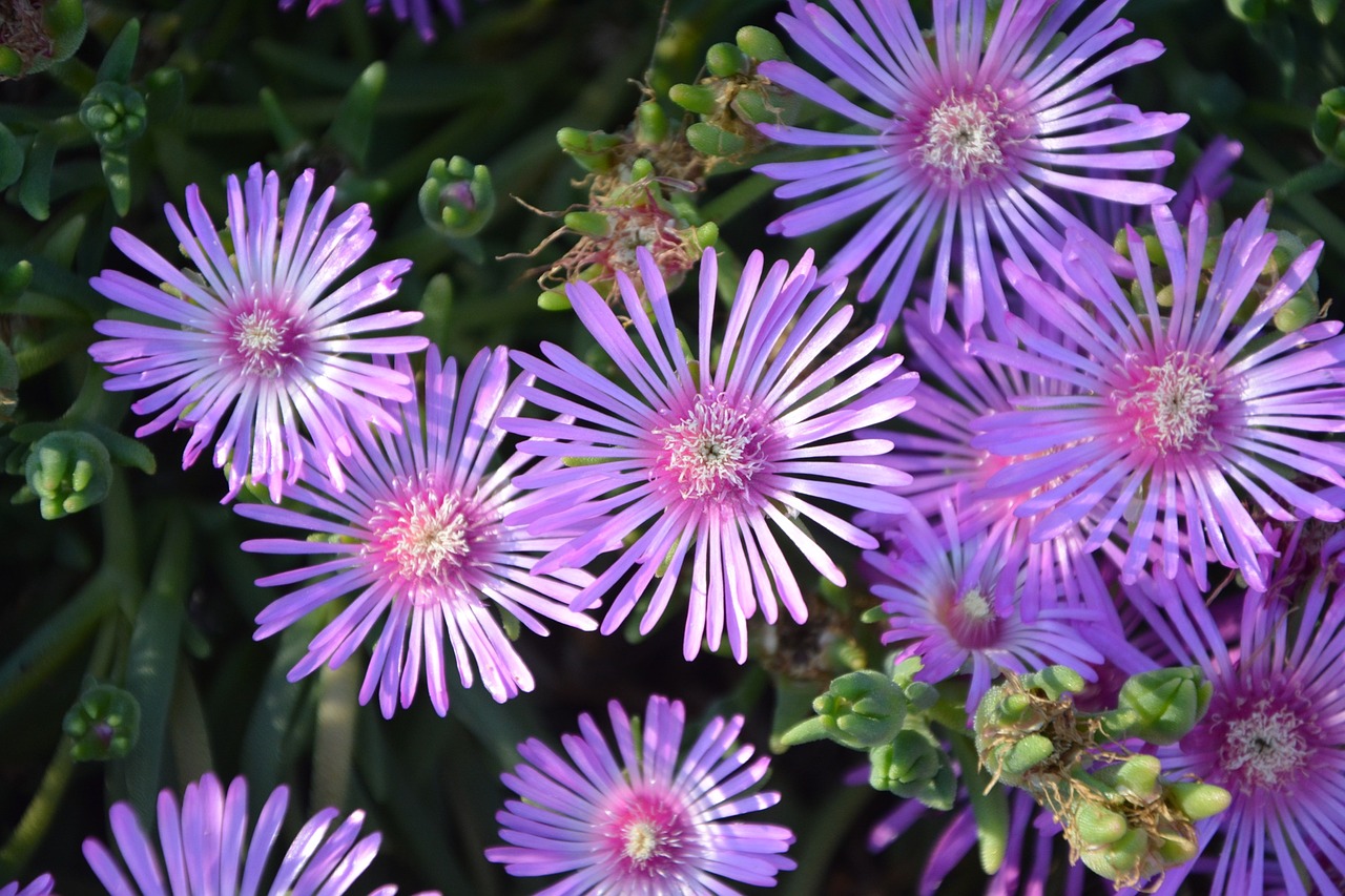 flowers purple garden free photo