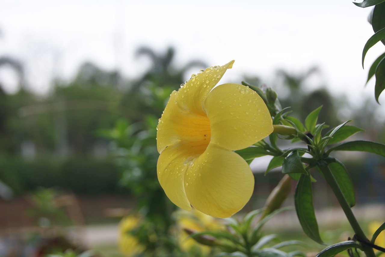 flowers yellow nature free photo