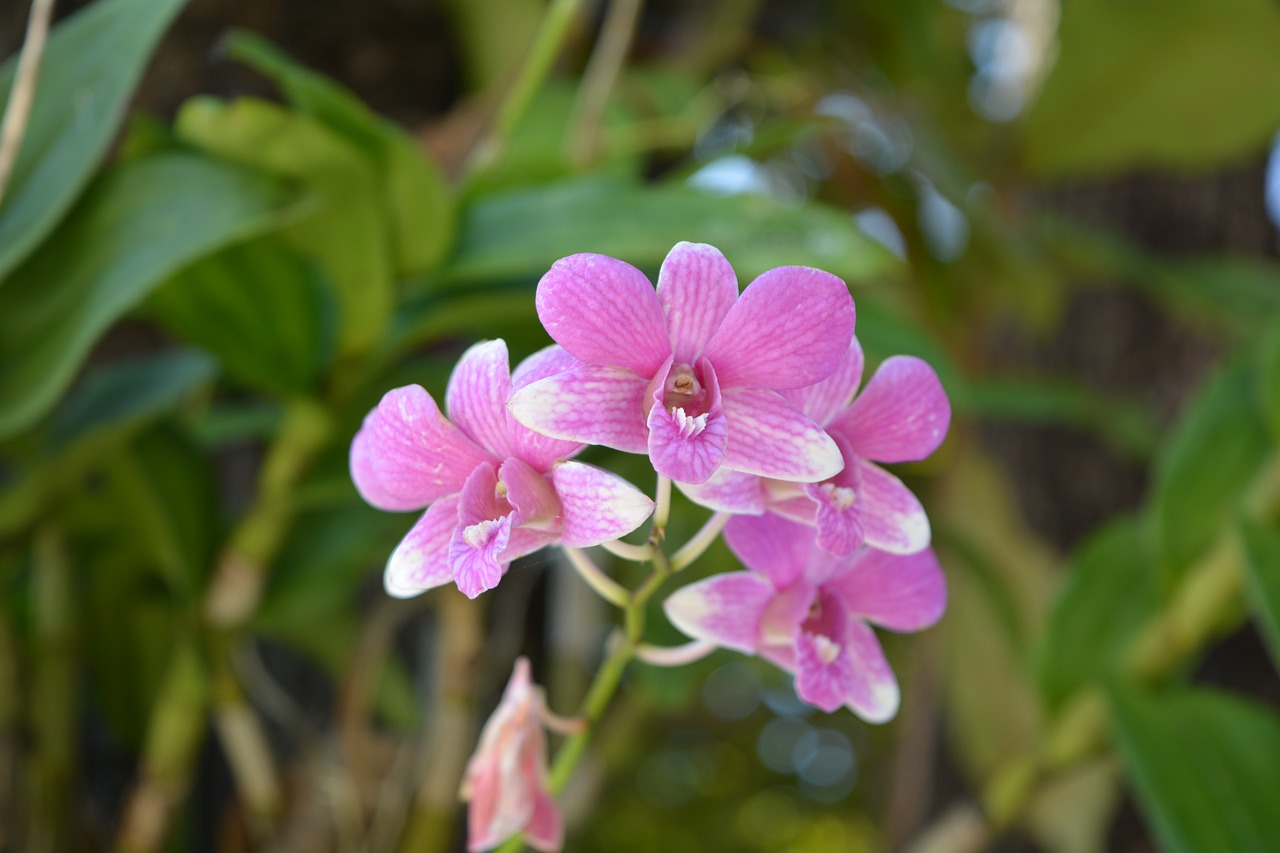 flowers pink thai orchid free photo