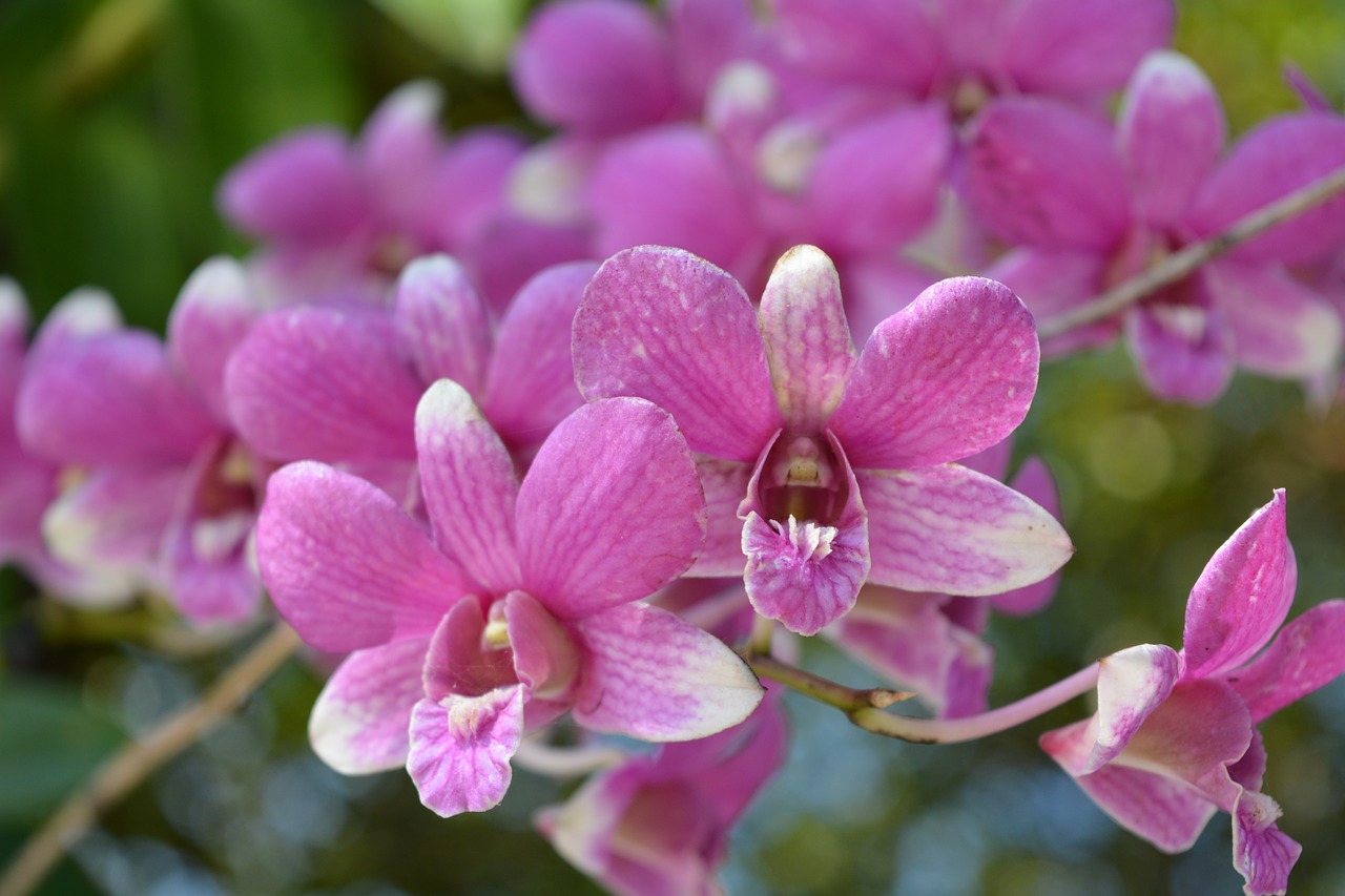 flowers pink thai orchid free photo