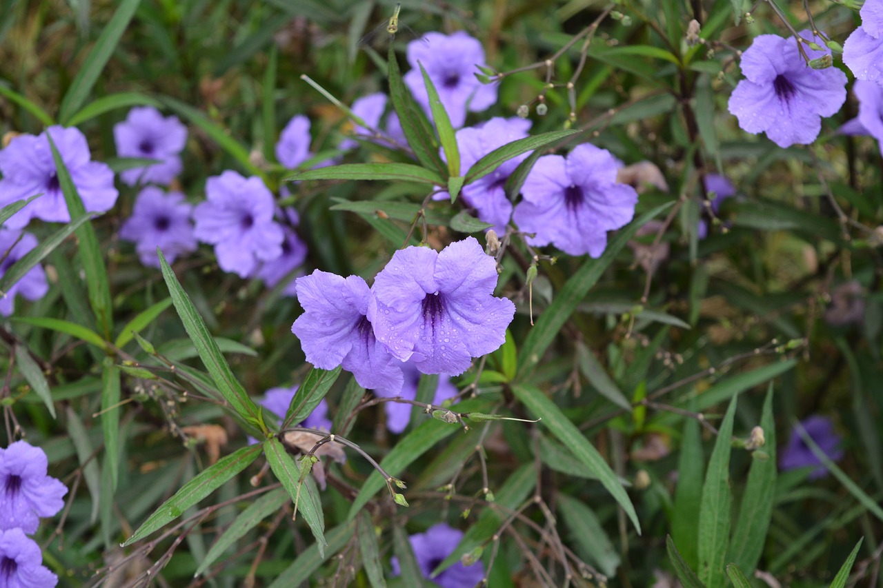 flowers purple purple flowers free photo