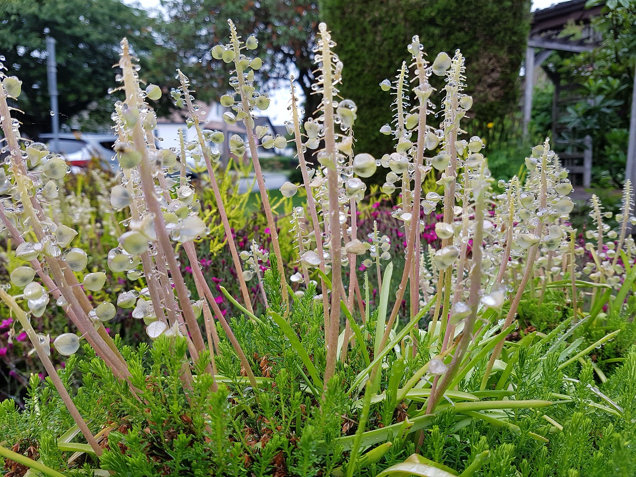 flowers rain garden free photo