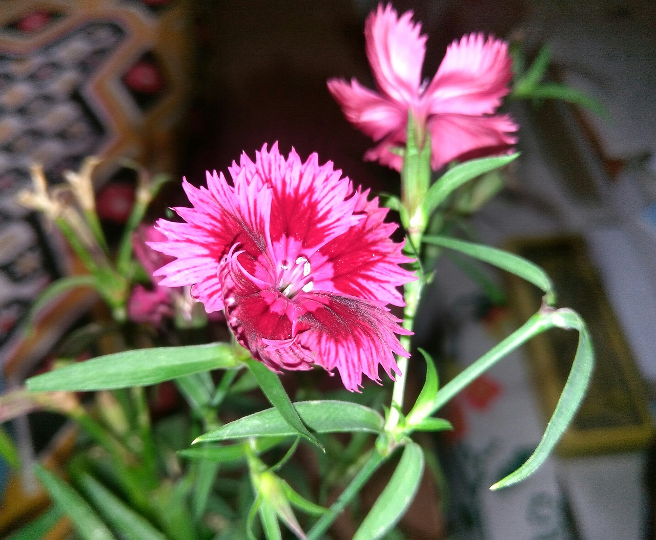 flowers plants pink free photo