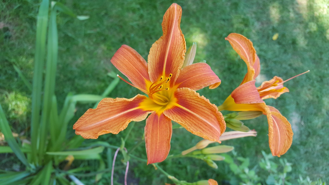 flowers garden orange free photo