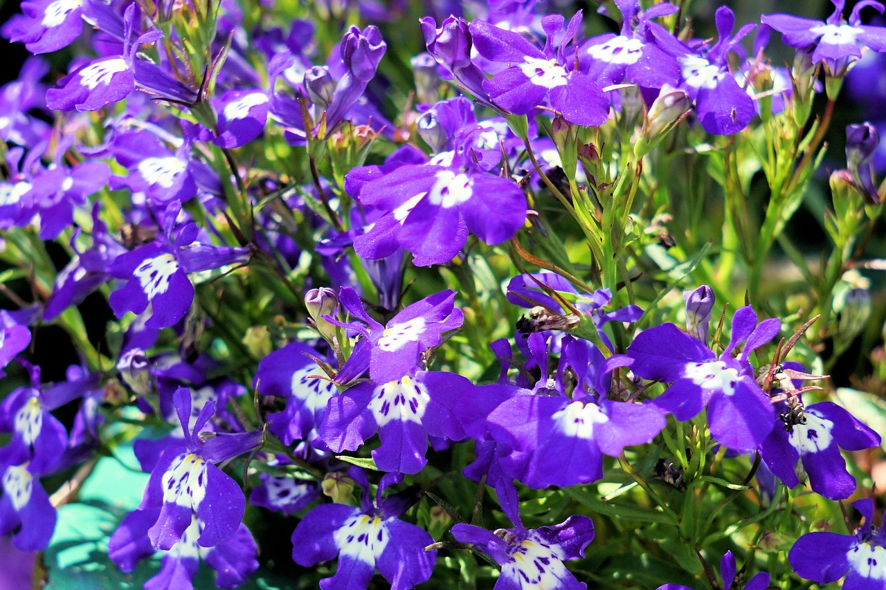 flowers delicate flower blue free photo