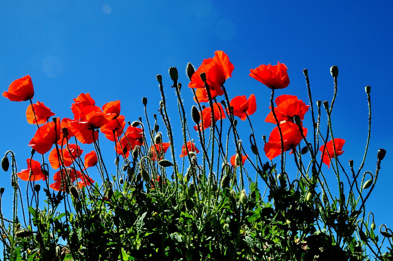 flowers poppy flower field free photo