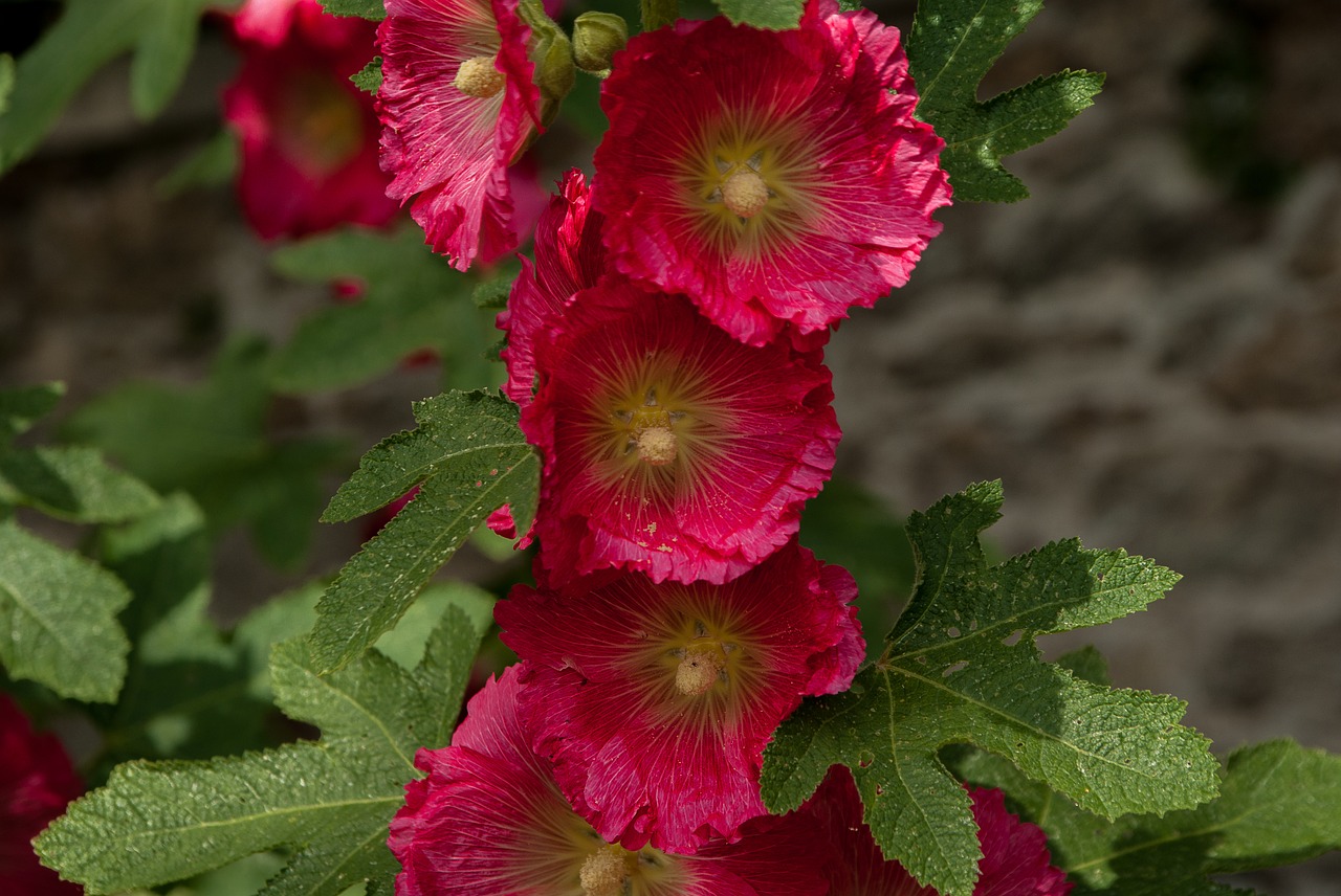 flowers ibiscus flowering free photo