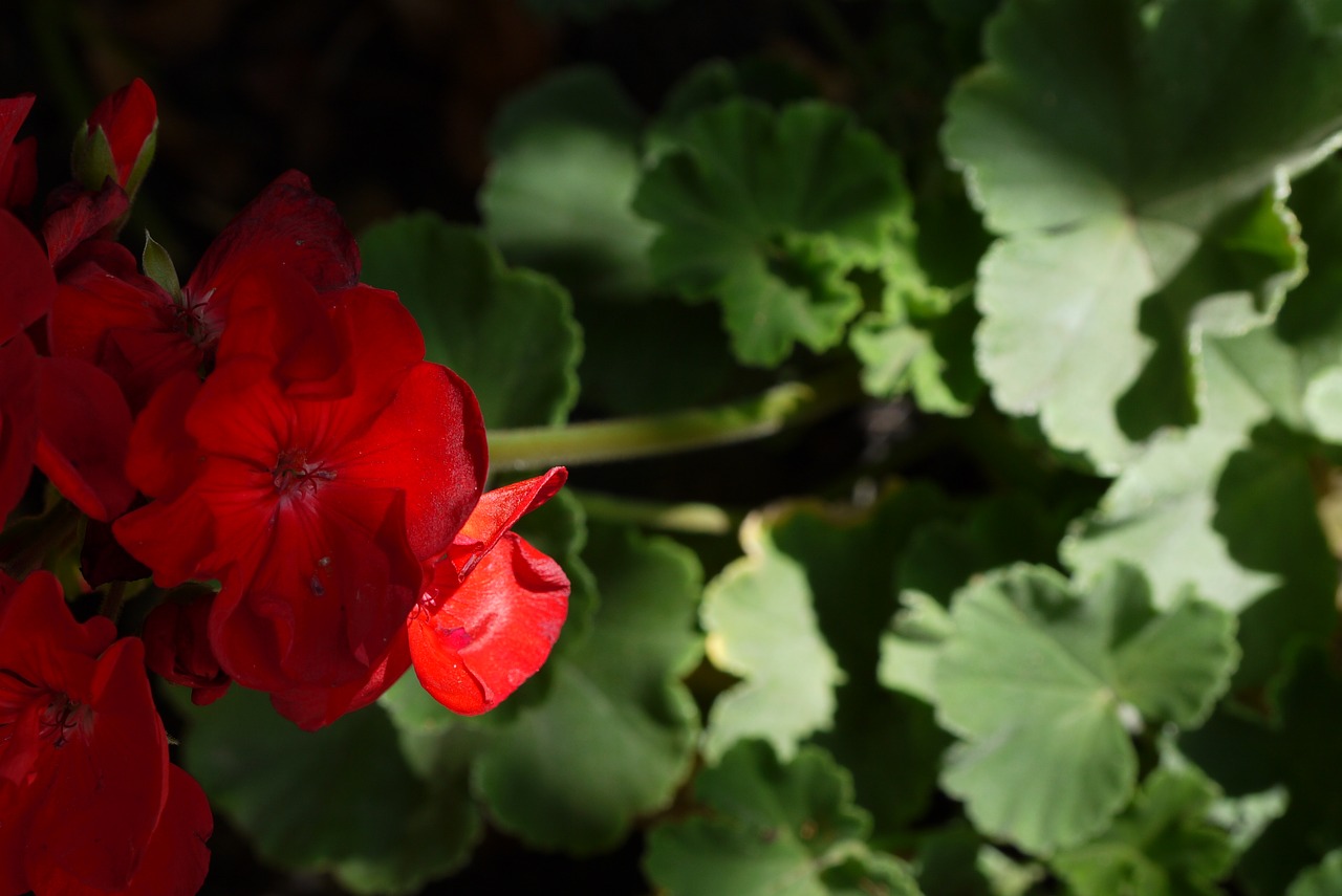 flowers red nature free photo