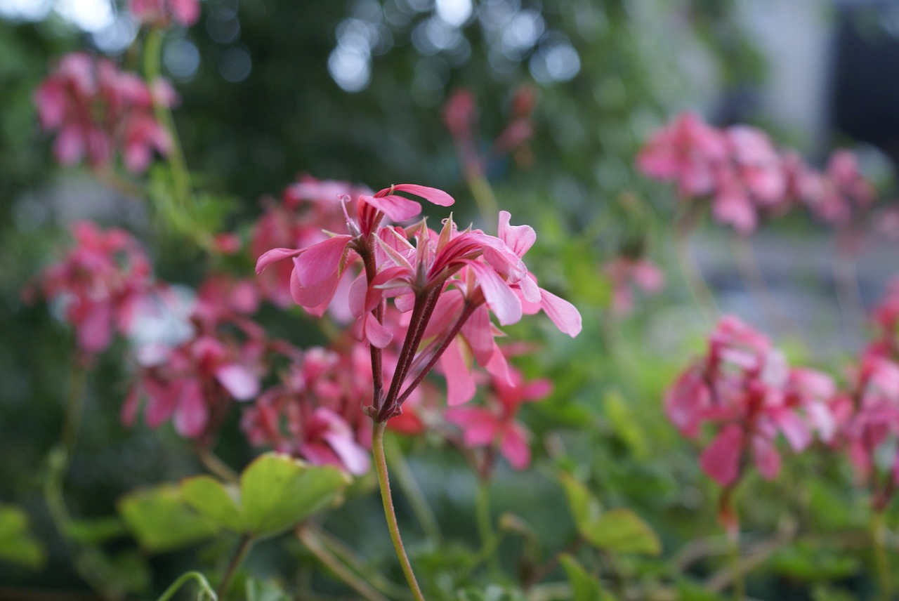 flowers summer pink free photo