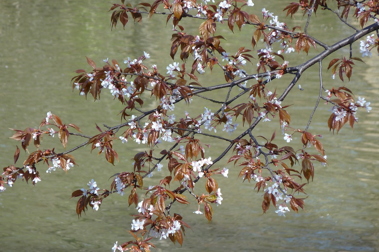 flowers spring tree free photo