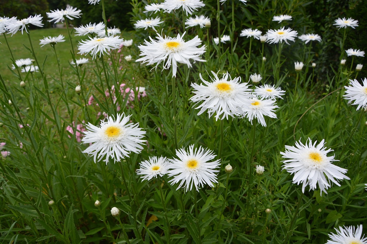 flowers daisies spring free photo