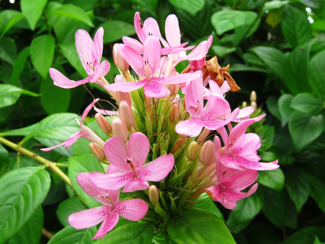 flowers fresh flower garden free photo