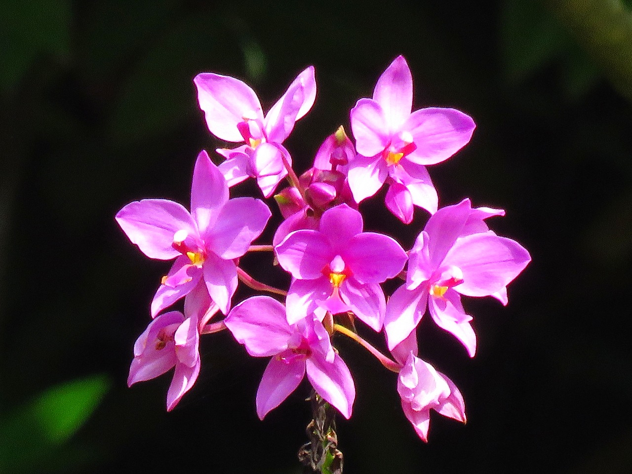 flowers fresh flower garden free photo