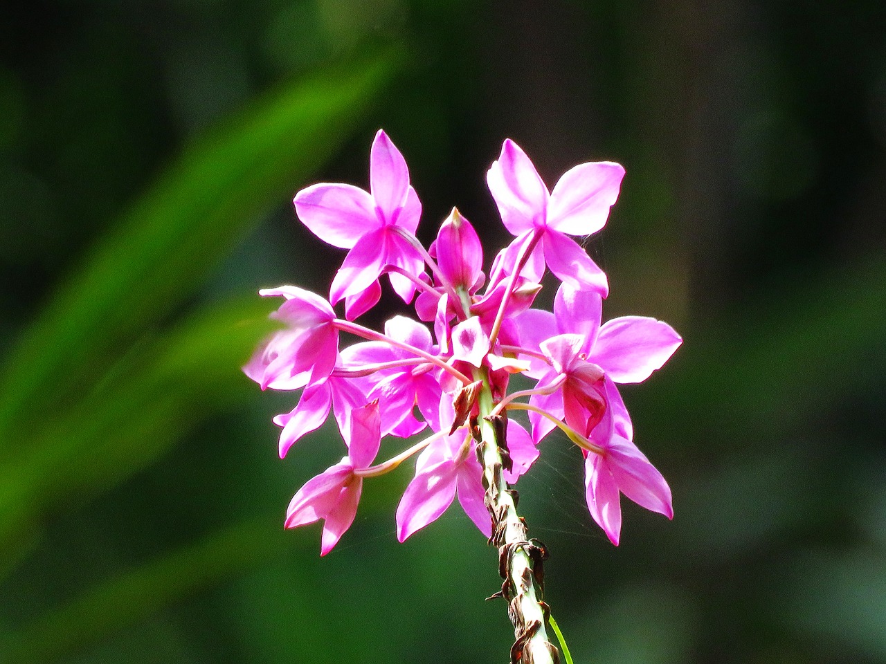 flowers fresh flower garden free photo