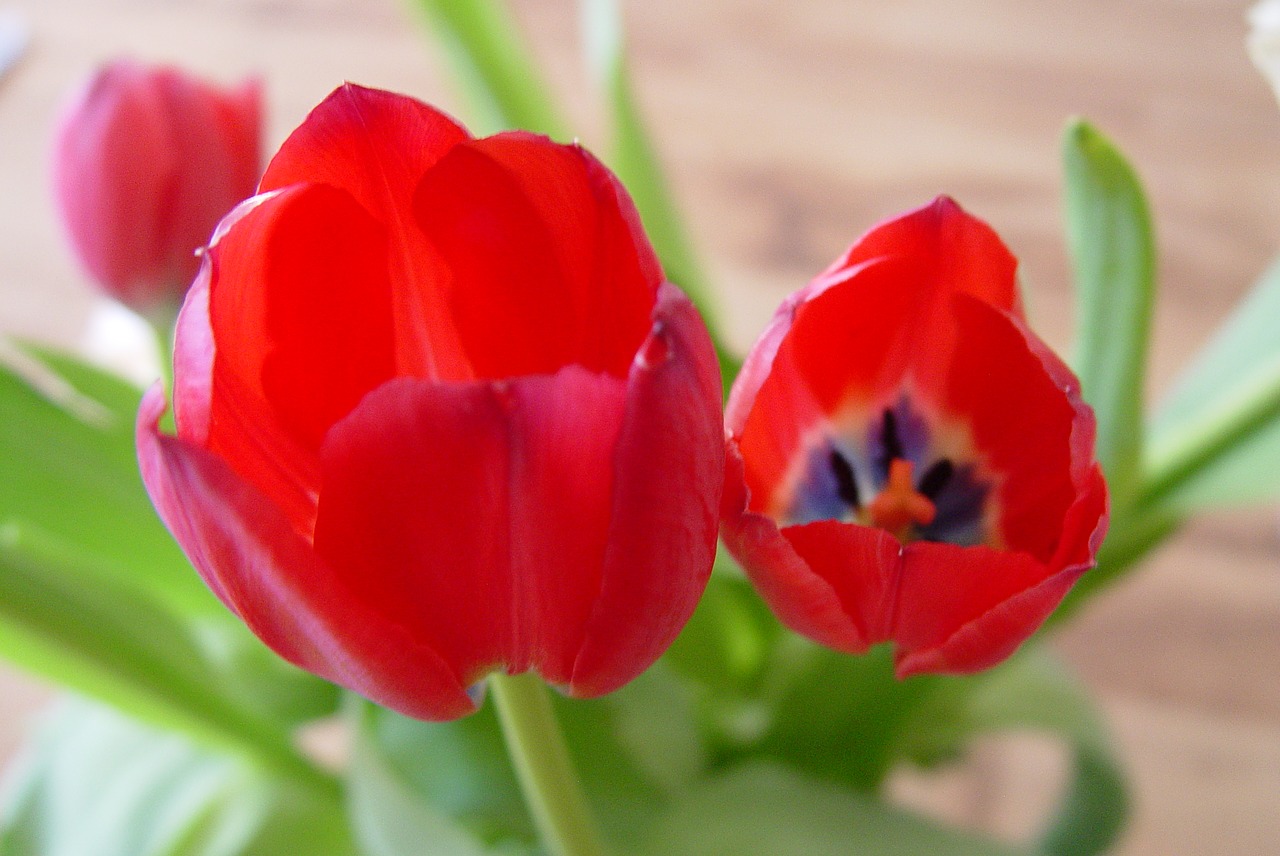 flowers tulips red free photo