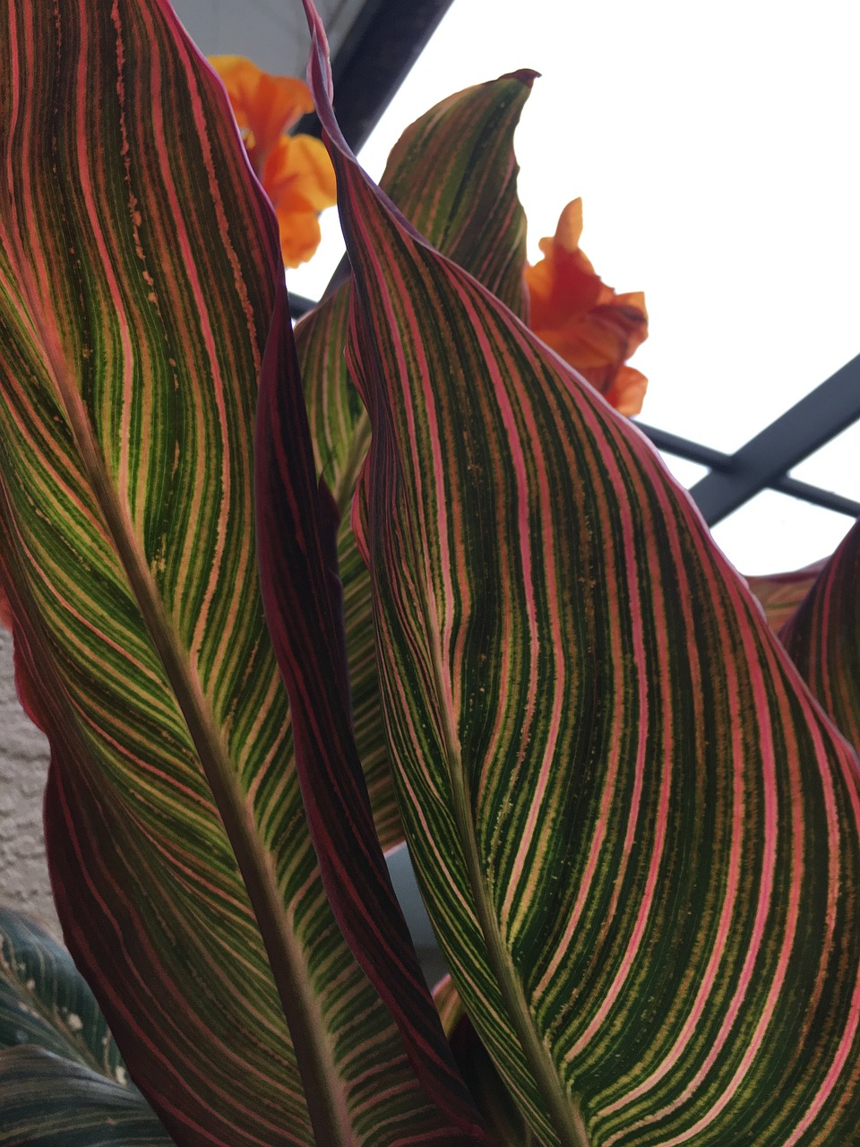 flowers nature canna free photo