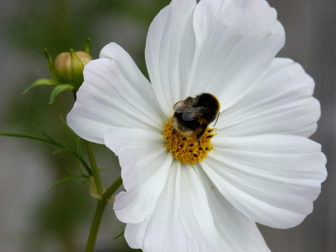 flowers bee cosmos free photo