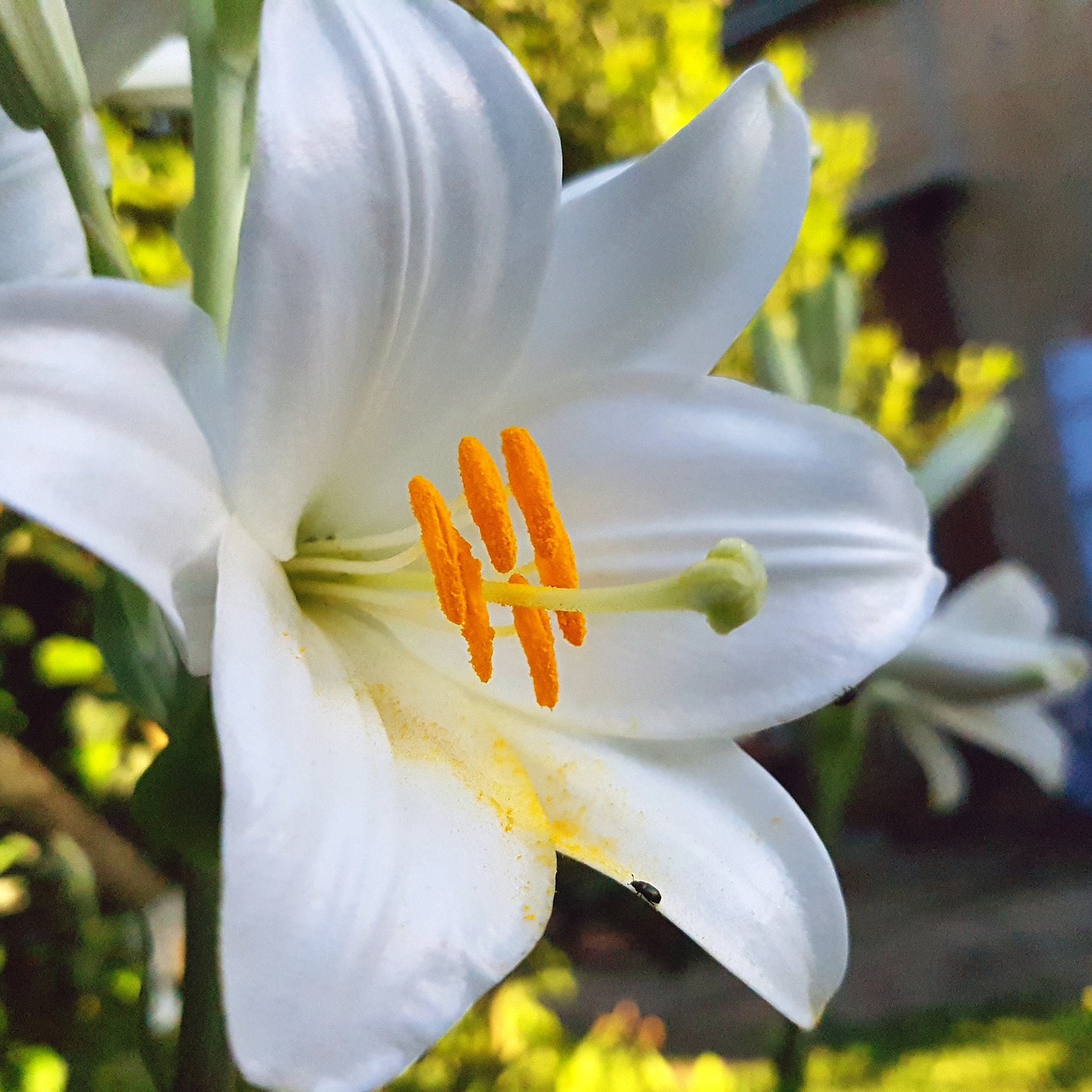 flowers garden white free photo