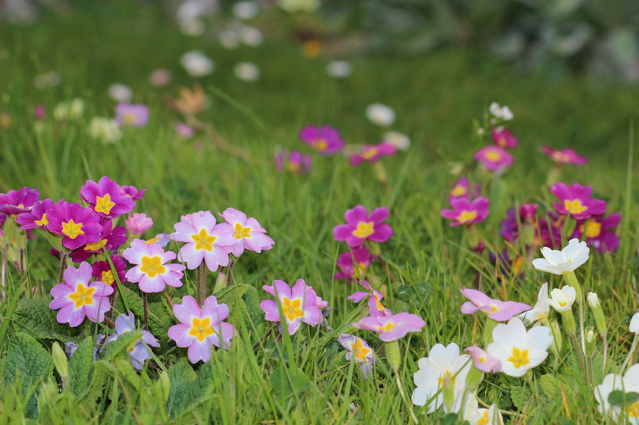 flowers spring primrose free photo