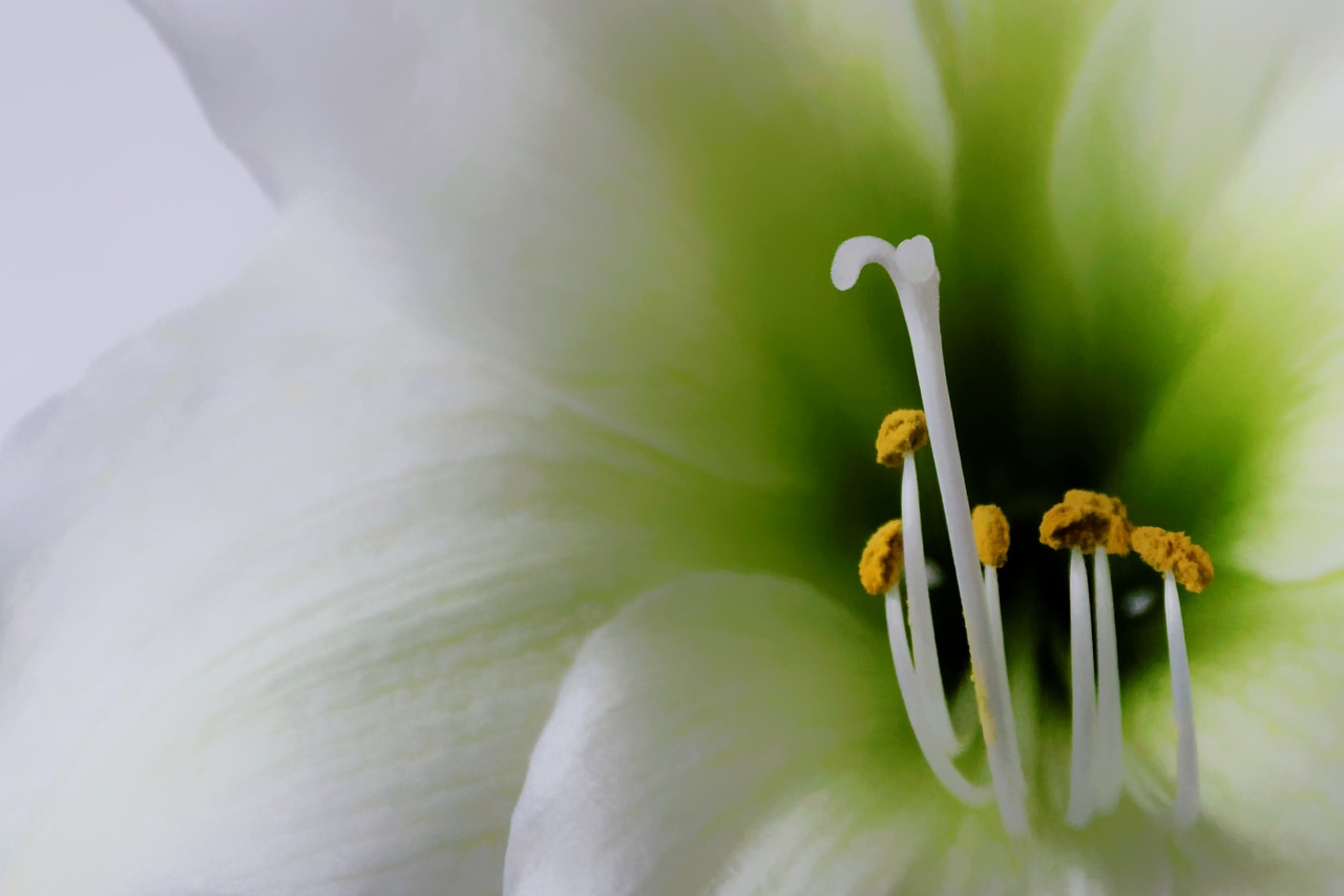 flowers flower white free photo