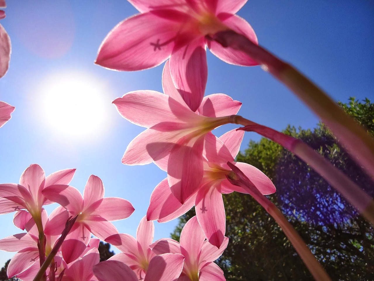 flowers pink flowers saffron free photo