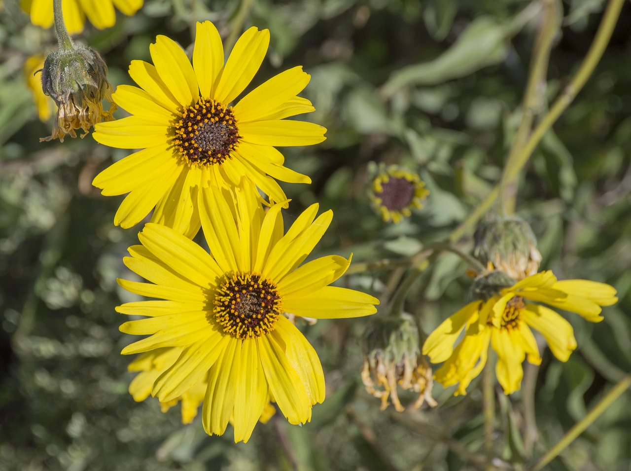 flowers field nature free photo