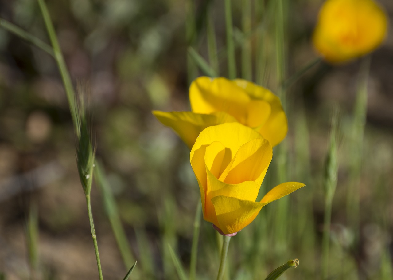 flowers field nature free photo