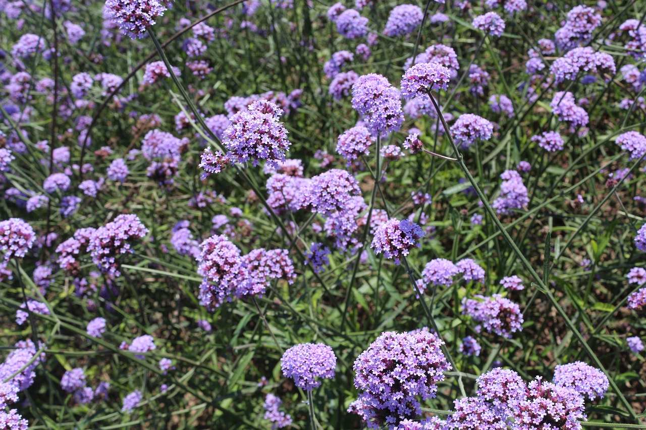flowers verbena purple free photo