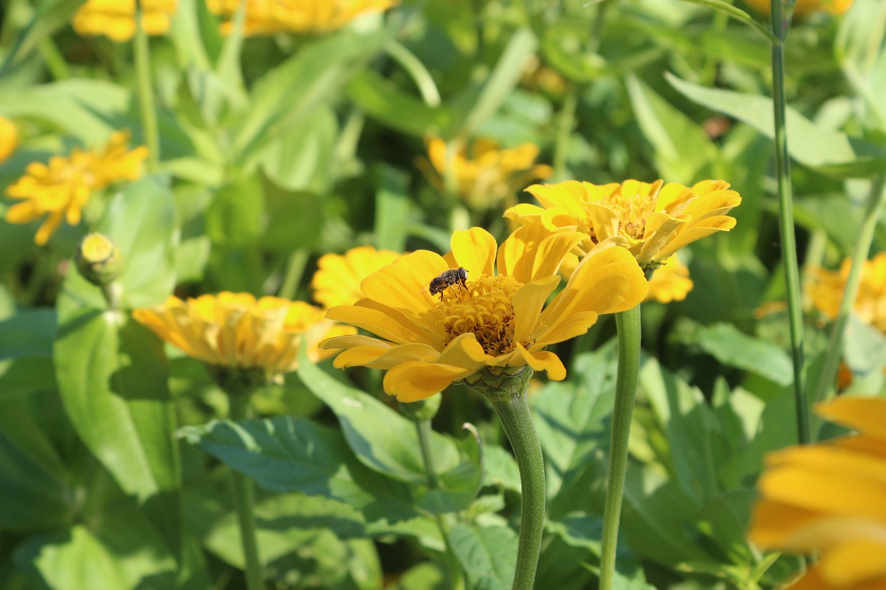 flowers bee cornflower free photo