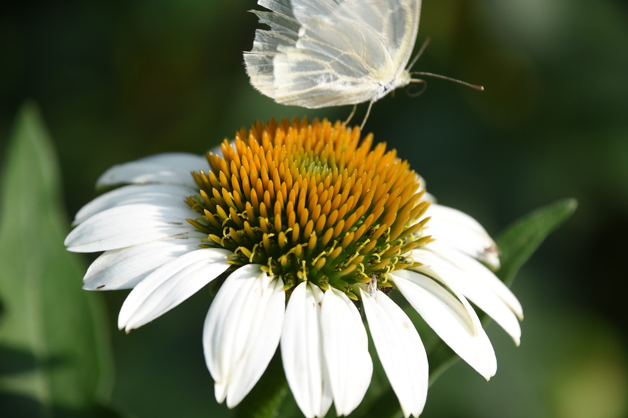 flowers butterfly afternoon free photo