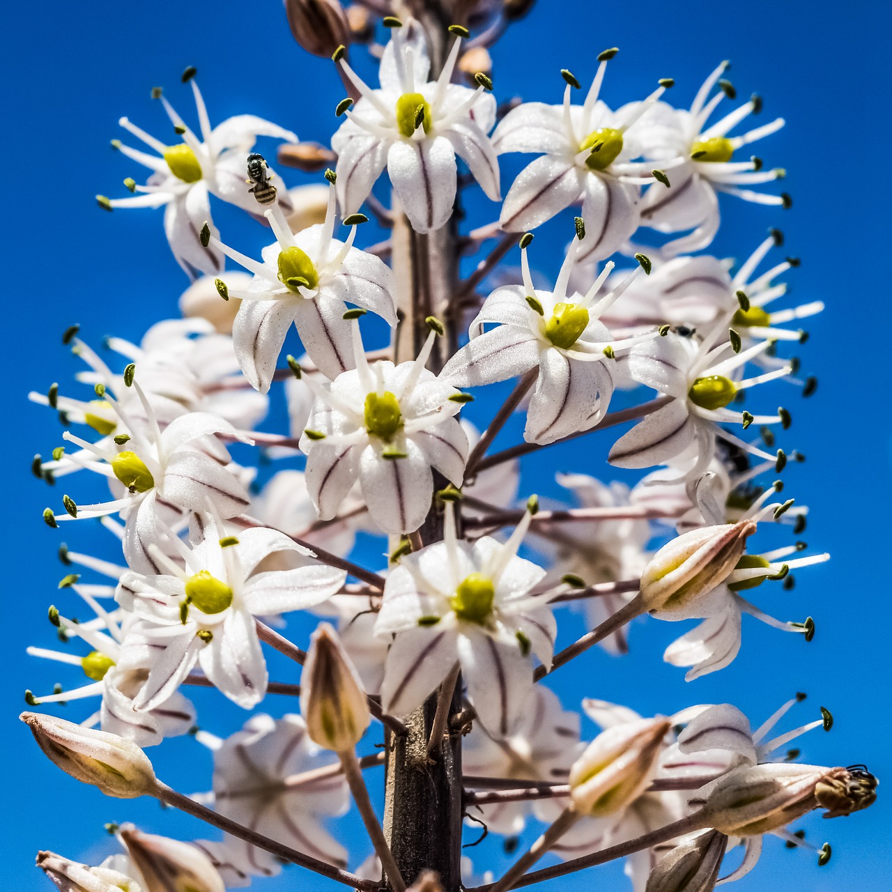 flowers white stripes free photo