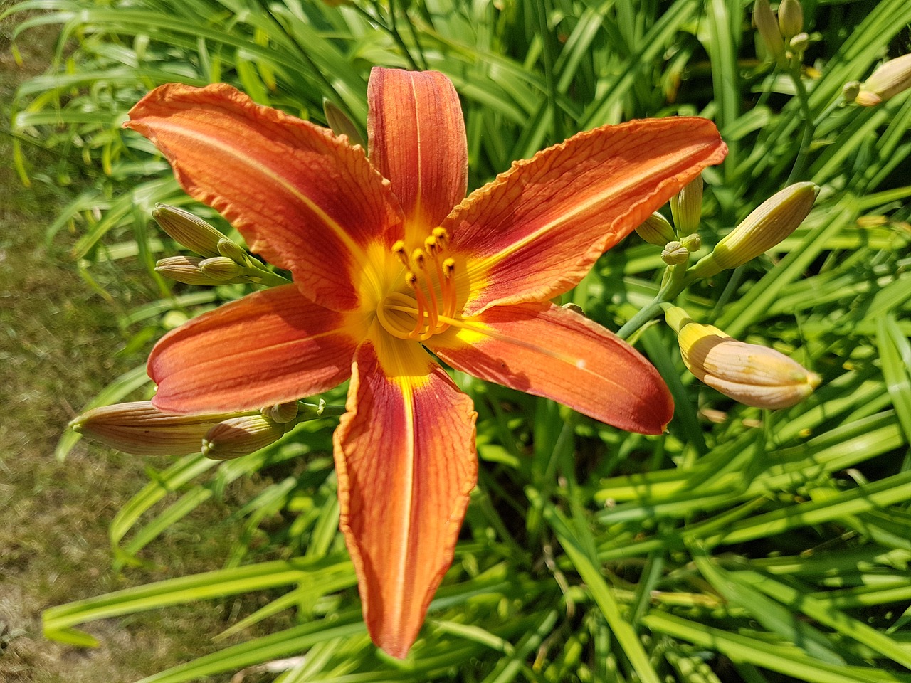 flowers daylilies summer free photo