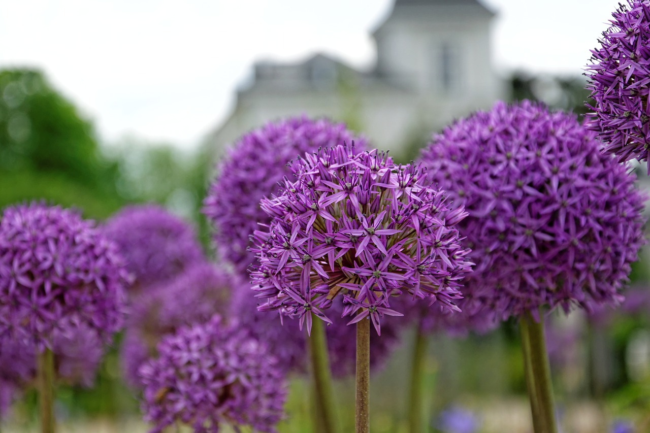 flowers purple about free photo