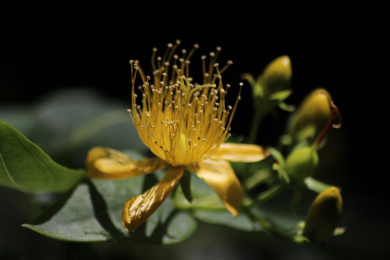 flowers yellow colors free photo