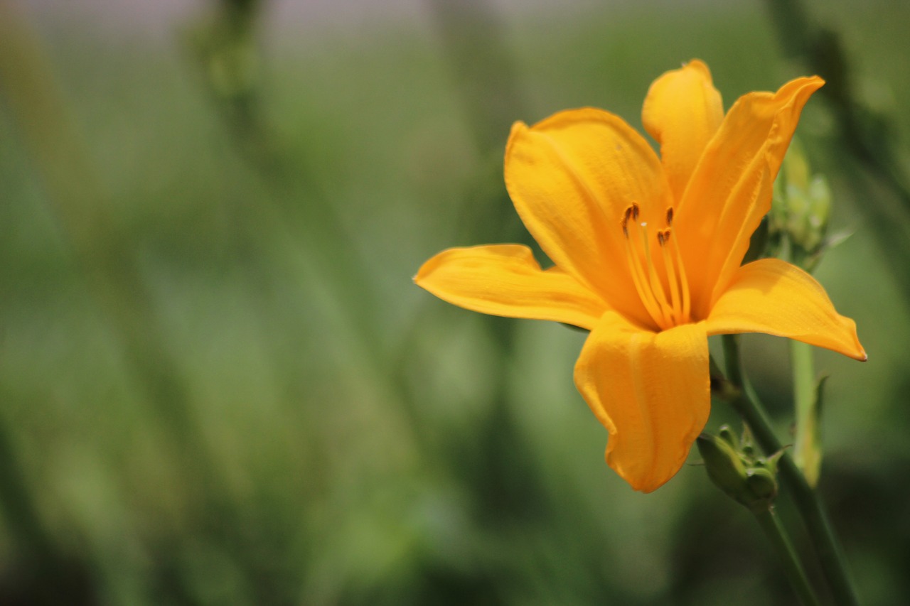 flowers yellow nature free photo